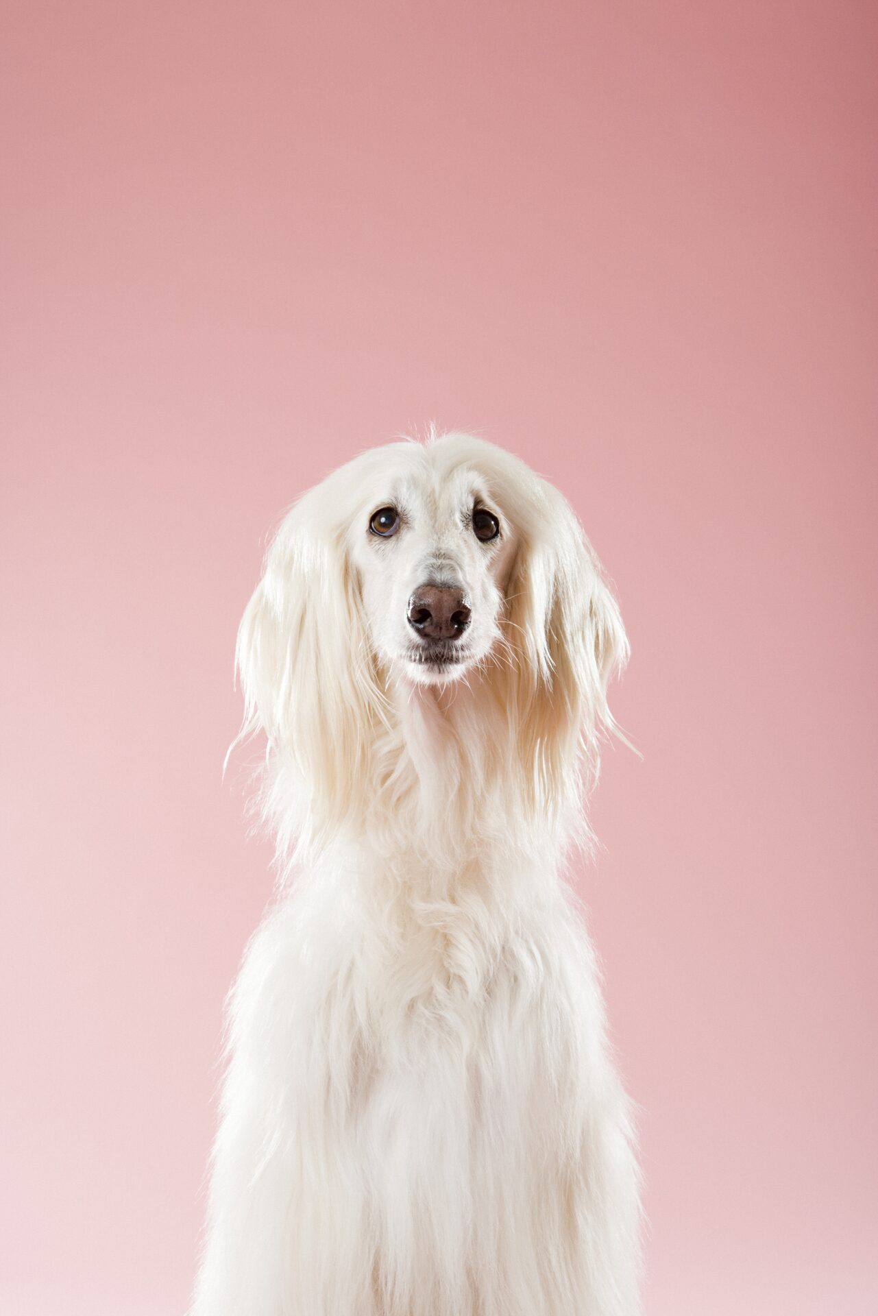 A friendly dog — pet owners, please reach out to your university nutritionist.